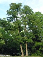 Height at maturity is 50 to 75 feet. or F (10/$14.00) Black Locust (Robinia pseudoacacia) 1 Year Seedlings, 6-18 One of the best soil conservation trees.