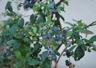 The dark, blue clusters of large berries ripen in August. The berries are crack-resistant, firm and deliciously sweet.