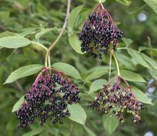An upright, vigorous bush, which is highly productive, producing large firm berries in a bright blue.