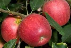 This crisp, juicy, sweet-tart apple has a rich flavor that has made it #1 in taste panels. The fruit averages 3 inches.