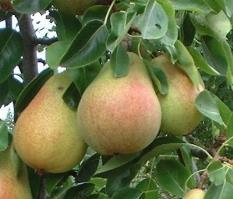 The pears are normally harvested from mid-august to late September and, unlike most pears, they ripen just fine if left on the tree.