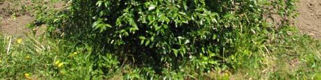 fruit dark skin & flesh Improved Mongolian Prunus fruticosa