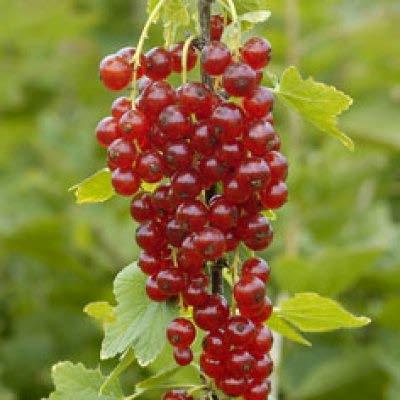 Being early, Rovada is a red currant with very large fruit on extremely long