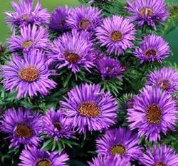 Reef Aster