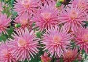 tubers shrivel unduly, periodically sprinkle with water during the winter storage period. GIANT DAHLIAS Large Dinner-plate blooms, up to 25 cm (10 ) across.