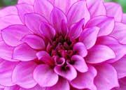 99 BALL DAHLIAS Round blooms, about 10 cm (4 ) across with tight blunt petals. About 60 to 90 cm (24 to 36 ) high.