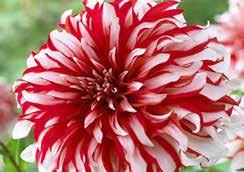 Lady blush pink, white tips DECORATIVE DAHLIAS Exhibition size, formal blooms, up to 15 cm (6 ) across. About 100 to 125 cm (40 to 50 ) tall.