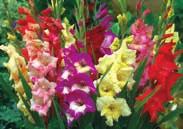 Can be grown in containers or planted outdoors in a sunny flower bed. However, on the Prairies, bulb must be lifted in fall and stored indoors in a cool spot for the winter.
