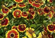 4265 Helianthus each $4.99 HELIOPSIS This variety is about 90 cm (36 ) high and bears double golden yellow daisy-type flowers on sturdy stems from July to September. Heat and drought tolerant.