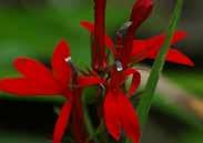 29 LOBELIA Cardinal Flower. About 50 cm (24 ) tall with vibrant red, deeply lobed flowers up to 4 cm across. Attracts hummingbirds and butterflies. Full sun or partial shade.