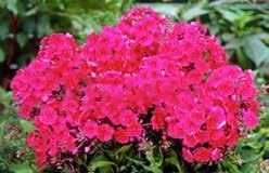 Phlox paniculata. NEW! 4977 Bold & Beautiful soft pink with yellowish green edges NEW! 4978 Julia soft pink with candy pink edge Price: Each $5.19 DWARF PHLOX Plant in well-drained soil.