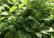 Hardy, although extra winter protection advisable in colder areas. Solomon s Seal. 4488 Polygonatum each $6.