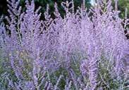 Makes an attractive filler plant in the garden and bouquets. It needs little care, even in hot dry locations.