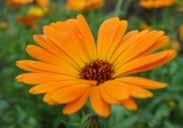 50 AFRICAN DAISY An annual, about 30 cm (12 ) high, with bright daisytype flowers 7 to 10 cm (3 to 4 ) across in a range of colours including orange, yellow, apricot, and white.