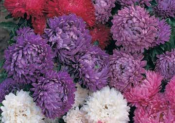 Start indoors for all summer bloom. 511 Royal Carpet. About 7 cm (3 ) high, and 25 cm (10 ) across. Violet purple. All American Award Winner. Pkt (150 seeds) $1.50, 5 g $6.