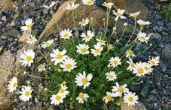 About 30 cm (12 ) high with very finely cut and very fragrant leaves, and daisylike white flowers appearing in August. Makes a nice ground cover or border plant. 514 Anthemis. Pkt $2.