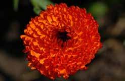 Fills a pot or hanging basket. Spreads out well in the garden. Full or partial sun. Withstands moderate drought. 8702 Santa Cruz Sunset orange-red. 8703 Santa Barbara white.