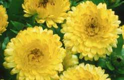 Sow directly in the garden in full sun, with good drainage. Mentzelia lindleyi. 538 Yellow. Pkt $2.