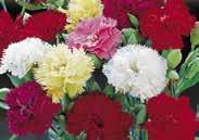 Sow outdoors directly or indoors for earlier bloom. 532 Tall Finest Mixed. 75 cm (30 ) high with double blooms on long stems. Pkt (75 seeds) $1.50 534 Polka Dot. Mixed. 45-65 cm (18-26 ) high with double blooms.