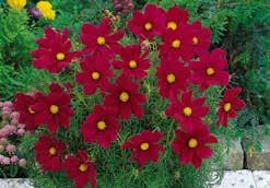 Annual, 60 to 90 cm (24 to 35 ) high with 2 cm (1 ) tri-coloured blooms on long stems, ideal for cutting. Pkt (100 seeds) $2.50 BALL SERIES.