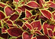 About 30 cm (12 ) high with dark purple leaves that turn chocolate brown in the shade. Pkt (10 seeds) $3.95 628 Kong Mosaic.