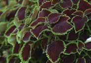 Large leaves bicoloured lime green with burgundy red. Pkt (10 seeds) $3.95 VERSA SERIES. Well branched multi-coloured foliage, about 50 cm (20 ) high.