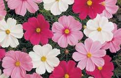 An All American Award Winner for 2002. Full, bushy plants, compact with beautiful flowers in a blushing pink and white colour. Pkt (10 seeds) $3.