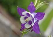 Sow seed in early spring for midsummer blooms. 631 Bicolor Pagoda. Violet, rose-purple, and white. Pkt $2.