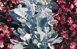 About 50 to 75 cm (20 to 30 ) high, covered with bright flowers from early summer till frost. Can be grown in containers also. Strong, sturdy stems. A Fleuroselect Gold Medal Winner.