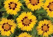 About 110 cm (44 ) tall, with green ferny foliage. Pkt (25 seeds) $2.50, 200 seeds $11.85 655 Seashells Mixed. Rolled tubular petals surround a yellow centre.