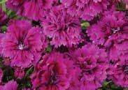 50 6681 Figaro Mixed Colours. Large 5 cm (2 ) semidouble blooms on compact bushy plants. About 30 cm (12 ) high. Pkt (25 seeds) $2.50, 200 seeds $10.