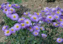About 30 cm (12 ) high. Annual. Pkt (25 seeds) $2.95, 100 seeds $8.25 678 Magic Charms Mixed. Compact, annual vigorous plants, about 20 to 25 cm (8 to 10 ) high with vibrant blooms.