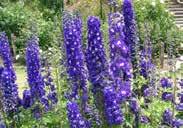 PERENNIAL, 30 cm (12 ) high, with fully double blooms. Hardy. Pkt (200 seeds) $2.50 684 Bouquet Purple. Best grown as an annual, 45 to 60 cm (18 to 24 ) tall with rich lavender blooms.