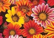 713 Globe Amaranth Mixed Colours. Pkt (50 seeds) $2.50 GAILLARDIA (Blanket Flower) Daisy-like flowers on long stems, ideal for cutting, for most of the summer.