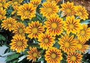 Attracts butterflies 6977 Mesa Bright Yellow 6959 Mesa Bright Bicolour red, yellow band Pkt (20 seeds) $2.95 697 Grandiflora Mixed. About 45 cm (18 ) high. Annual.