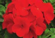 7013 Summer Showers Mixed Colors 7012 Summer Showers Burgundy Pkt (10 seeds) $6.50 MINT CHOCOLATE GERANIUMS. Chocolatecoloured leaves develop a mint-green edge as they mature.