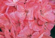 95, 100 seeds $22.95 705 Paintbox/Bambi. A F-2 hybrid about 45 cm (18 ) high that is very vigorous. Mixed colours include scarlet, pink, salmon, and white. Pkt (20 seeds) $2.