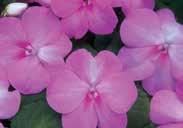 Star rose/white star pattern 7444 Salmon Picotee 7436 Pastel Mixture Pkt (25 seeds) $2.95, 300 seeds $11.25 IMPATIENS FOR HANGING BASKETS TUMBLER SERIES.