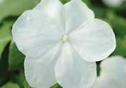 Tumbler needs less light than other varieties. 7421 Scarlet 7422 Violet Star 7423 Pink 7424 White Pkt (25 seeds) $3.95, 200 seeds $19.95 DIVINE NEW GUINEA IMPATIENS.