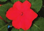95 IMPATIENS Few plants can match impatiens for brilliant, weatherresistant, all-summer bloom in shaded, or semishaded, or even sunny (if there is enough water) areas.