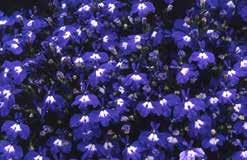Great as a bedding plant or for hanging baskets. Blooms are white with a blue throat and slight blue picotee markings on the edges. Outstanding! Pkt (200 seeds) $2.50, Trade Pkt $7.