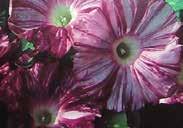 805 Machet Giant Pkt (150 seeds) $2.50 MIXED ANNUAL FLOWERS A wide mixture of annual flowers of different heights and colours. Many surprises. 795 Mixed Flowers. Pkt $1.