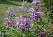 95 MONARDA Perennial in milder climates, treated as an annual on the Prairies, this variety produces showy, irregular purple to pink blooms similar to asters during July and