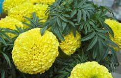 Pkt (50 seeds) $1.95 7845 Boy O Boy Mixture. About 20 cm (8 ) high with 5 cm (2 ) double blooms. Colours include yellow, orange and tutones. Pkt (50 seeds) $1.95 7849 Lunacy Orange.