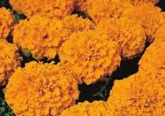 5 cm (3 ) blooms, on long stems high above the foliage. The new standard in dwarf African Marigolds. 765 Antigua Yellow 766 Antigua Orange Pkt (15 seeds) $1.50, 200 seeds $14.