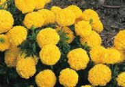 50 VECTRA SERIES. Fully double ball-shaped African blooms on compact plants, about 20 to 25 cm (8 to 10 ) high. Lots of brilliant flowers cover the plants. Great for beds or containers.