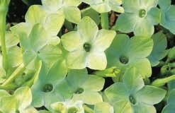 50 NICOTIANA This free-flowering and easy-to-grow annual bear trumpet-shaped, fragrant flowers on bushy plants. Blooms all summer. Start indoors for earlier flowers.