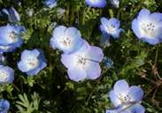 30 to 40 cm (12 to 16 ) high covered with double fragrant blooms borne above the leaves all summer. Mixed colors. Pkt $1.50 Nemophila Insignis Blue 822 Alaska Mixed.