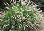 Can be grown in pots or in flowerbeds as remarkable accent. About 40 cm (16 ) high. Pkt $2.95 8399 Ornamental Rice. Black Madras.