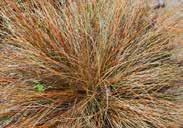50 6991 Love Grass Wind Dancer. Graceful narrow, bluish green foliage and airy tan coloured flower plumes. Drought tolerant. About 90 to 120 cm (36 to 48 ) tall.